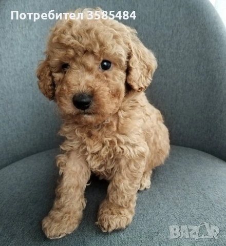 Mini poodle/Мини пудел 