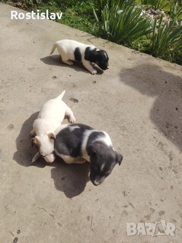 кученца джак ръсел териер , снимка 6 - Джак ръсел териер - 53954507