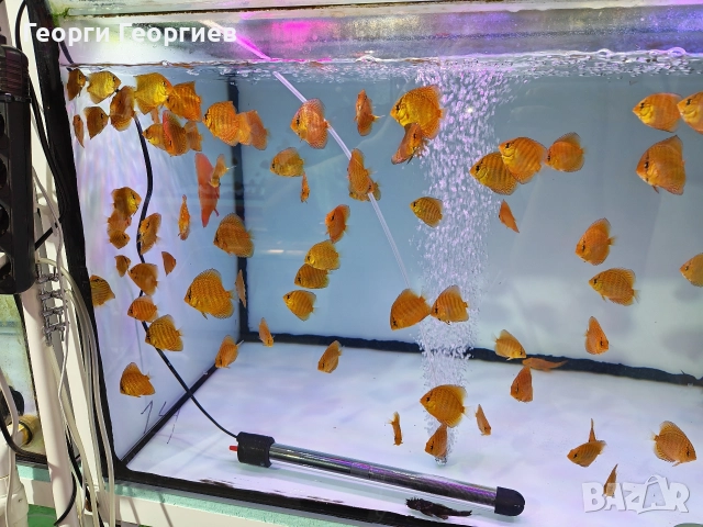 Дискуси, снимка 9 - Рибки - 51439805