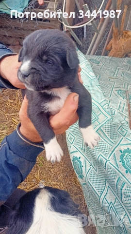 Каракачанки кучета , снимка 12 - Каракачанска овчарка - 52374828