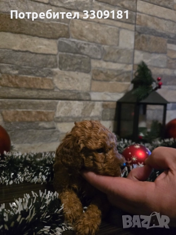 Пудел Той, снимка 2 - Пудели - 52791564