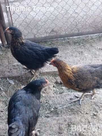 продавам ярки пилета петли кокошки , снимка 3 - Кокошки и пуйки - 45993345