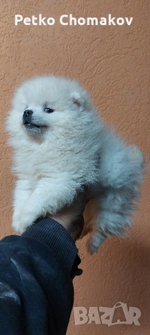 померан, снимка 2 - Померан - 53143079