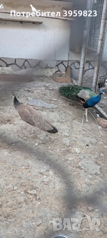 пауни 6 годишни, снимка 3 - други­ - 51433584