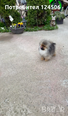 Померан мини померанче , снимка 2 - Померан - 53973290