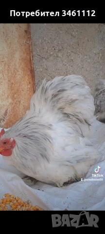 продавам петлета мини кохин 10 бройки може и ярки!, снимка 6 - други­ - 53065889