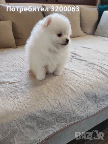 Померан мъжко , снимка 15 - Померан - 53950897