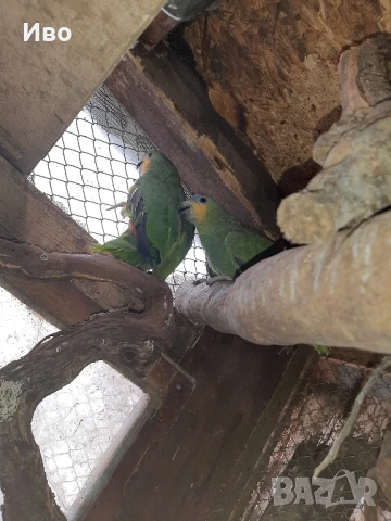 Продавам мъжка ара нобилис и мъжка веницуелска амазонаи или купувам женски, снимка 10 - Папагали - 50475253