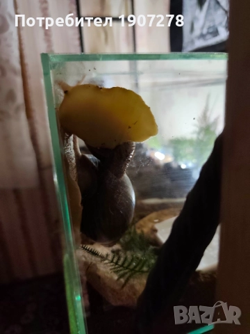 Ахитина-африкански гигантски охлюви -11 месечни , снимка 3 - Други животни - 52239563