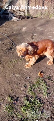 Кучета за труфели лагото романьоло , снимка 5 - Кокер шпаньол - 52858197