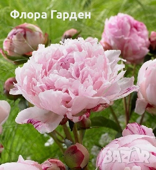 КЛЕМАТИС, БОЖУР - Коренища- ПРЕДВАРИТЕЛНИ ПОРЪЧКИ, снимка 9 - Градински цветя и растения - 53650447