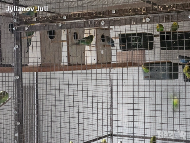 Вълнисти папагали, снимка 3 - Папагали - 54057870