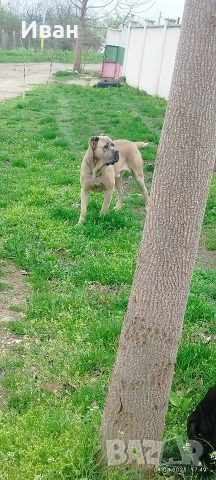 Cane Corso Italiano, снимка 12 - Търси партньор - 53836498