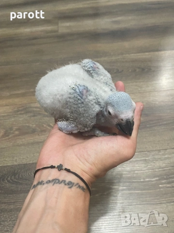 Ръчно хранени папагали Жако, снимка 3 - Папагали - 53004858