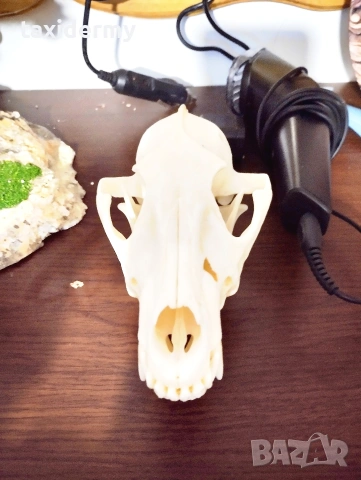 Череп чакал-златен медал