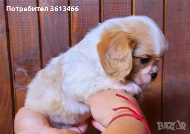 Кавалер кинг чарлз шпаньол трицветни и бленхайм , снимка 5 - Кавалер кинг чарлз шпаньол - 52872259