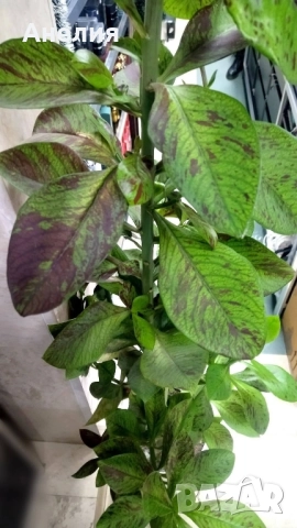 Африкански млечен храст Еуфорбия рубра , снимка 4 - Стайни растения - 52509054
