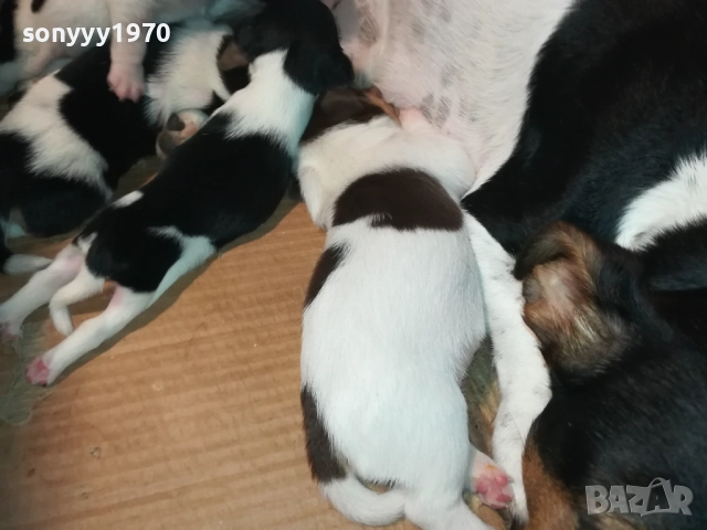 ДЖАК РЪСЕЛ-250ЛВ ЗА СЛАДКО КУТРЕ ПО ИЗБОР 2508251815, снимка 12 - Джак ръсел териер - 51486615