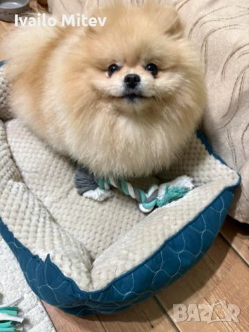 Мъжки померан на 2г за разплод, снимка 5 - Померан - 53816222