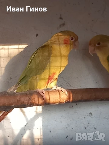 Продавам папагали. , снимка 7 - Папагали - 51294183