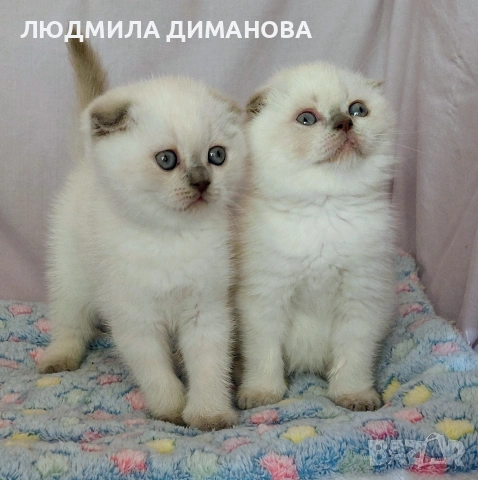 Шотландски със сини очи. Мъжки женски , снимка 5 - Британска късокосместа - 53042870