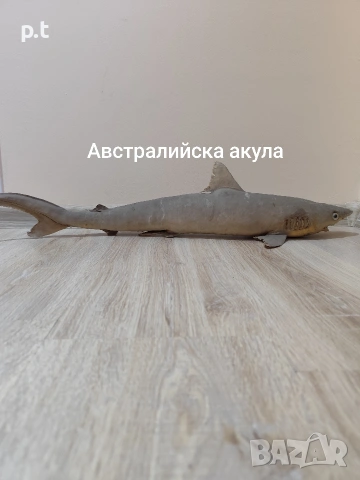 Препарирани акули, снимка 9 - Антикварни и старинни предмети - 53886164
