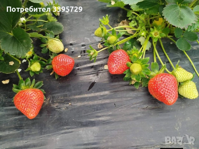 разсад за ягоди записвам за края на февруари цена 025€, снимка 12 - Разсади - 53407757