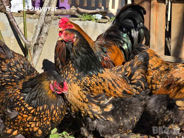 Продавам разплодни яйца от Златно кантирана Брама/Gold Laced Brahma, снимка 12 - Кокошки и пуйки - 50242172