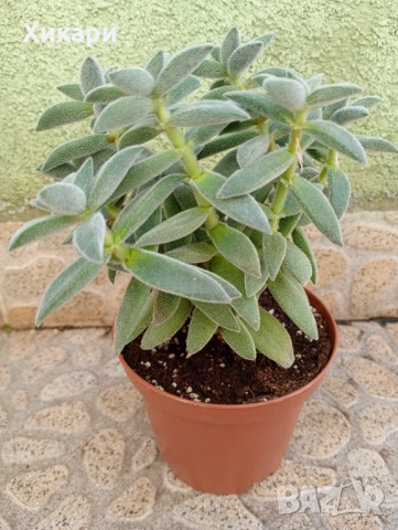 Красула Тенелли - Crassula mesembryanthemoides 'Tenelli  , снимка 4 - Стайни растения - 50303443