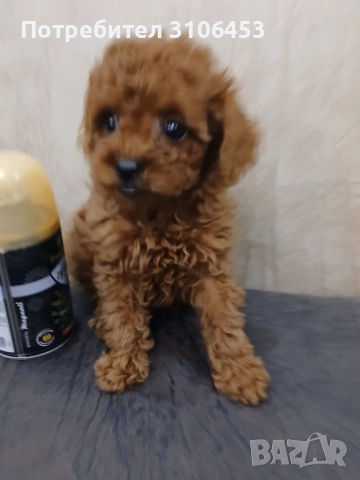 Той пудел toy poodle, снимка 4 - Пудели - 52416914