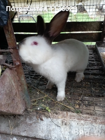 Калифорнийски мъжки заек -запложда , снимка 3 - Други - 52510124