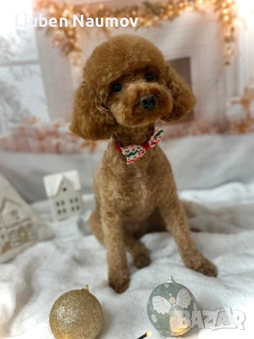 Той пуделчета,момче и момиче., снимка 7 - Померан - 54276087