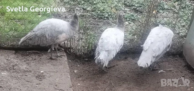 Едногодишни пауни, снимка 4 - други­ - 53754121