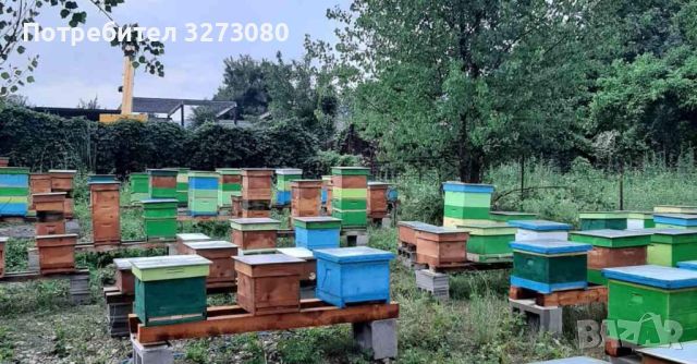 Пчелни отводки, снимка 1 - За пчели - 43789897