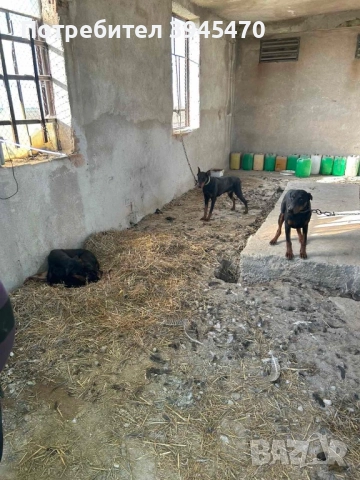 Малки добермани, снимка 5 - Доберман - 52584597