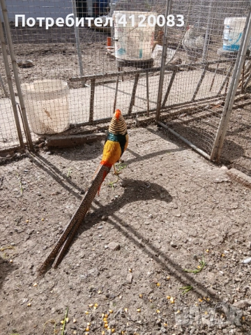 фазани , снимка 7 - други­ - 52227024