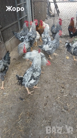 Спешно Домашни млади петли