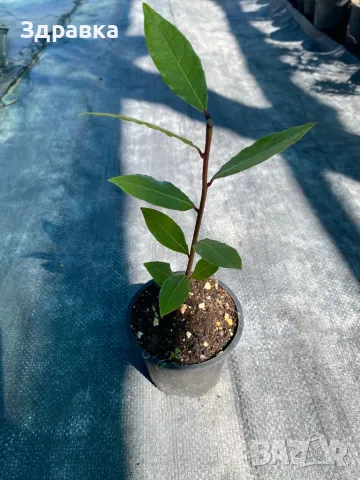 Дафинов лист , снимка 2 - Градински цветя и растения - 47103568