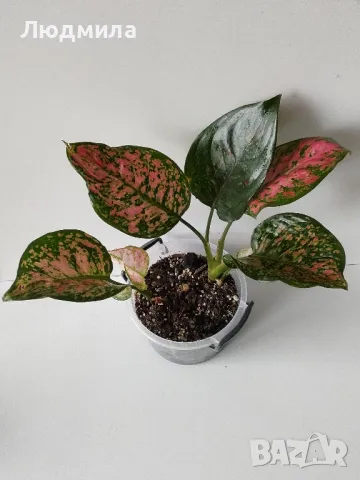 Аглаонема Споттед Стар/Aglaonema Spotted star , снимка 3 - Стайни растения - 48662697