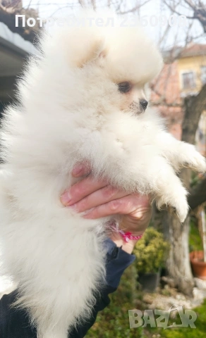 Померан, померанче, снимка 8 - Померан - 53483335