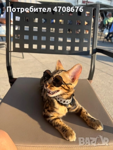 Продава се Бенгалски котарак, снимка 3 - Бенгалски - 53094161