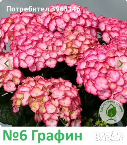 Градински Хортензии ЦЕНА 11,99 лв/брой, снимка 17 - Градински цветя и растения - 47069944
