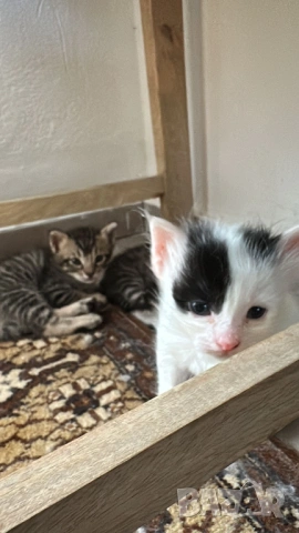 Домашни Котенца + Доставка 50 евро, снимка 7 - Ангорски - 40695376