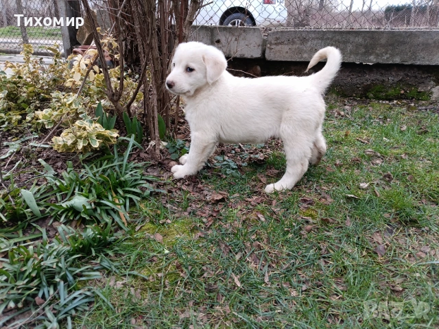 Алабай , снимка 6 - Алабай - 53407632