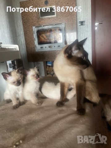 Сиамски котета, снимка 1 - Сиамска - 46288643