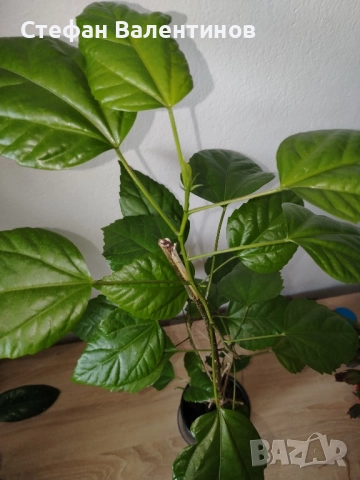 Хибискус/китайска роза, цъфти с едри червени кичести цветове, снимка 3 - Стайни растения - 52044964