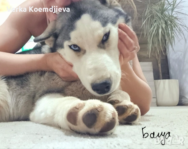 Продавам кученца Хъски 🐾, снимка 6 - Хъски - 53594890