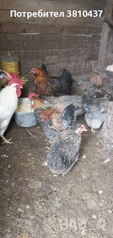 продавам млади ярки Легбар , снимка 4 - други­ - 53182765