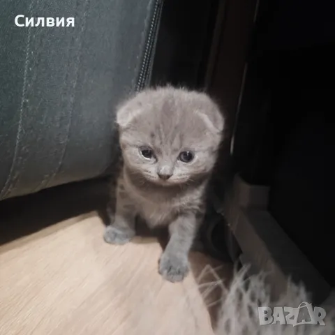 Котенце - шотландска клепоуха , снимка 1 - Други - 48445247