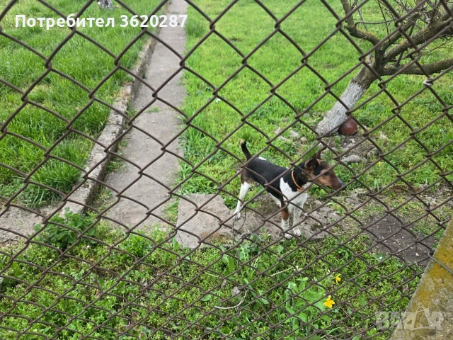 Куче Фокстериер , снимка 3 - Други - 54258198